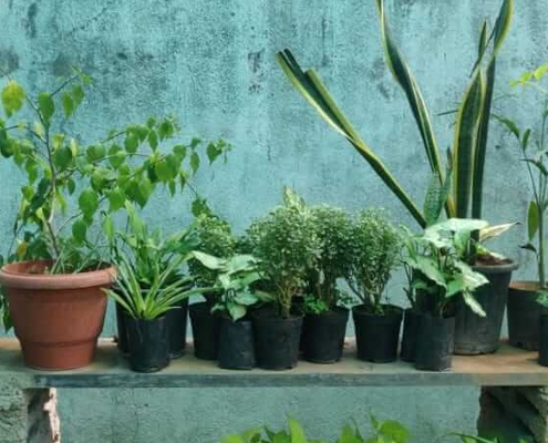 Air Purifying Indoor Plants in Chennai