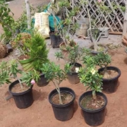 Best Plant Nurseries in Chennai