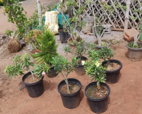 Best Plant Nurseries in Chennai