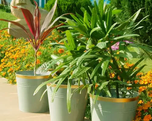 Plant Pots for Sale in Medavakkam