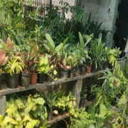 Wholesale Plant Nursery in Chennai